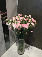 Carnation in Vase - TBF4157