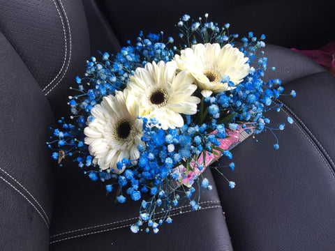 Gerbera  - TBF41639