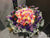 60 to 108 Roses - FBQ1109